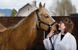 Ką daryti, jeigu susirgo žirgas arba perspektyvi kryptis būsimiems veterinarams