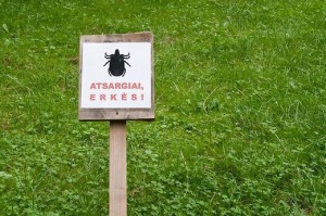 Įkando erkė - ką daryti toliau?