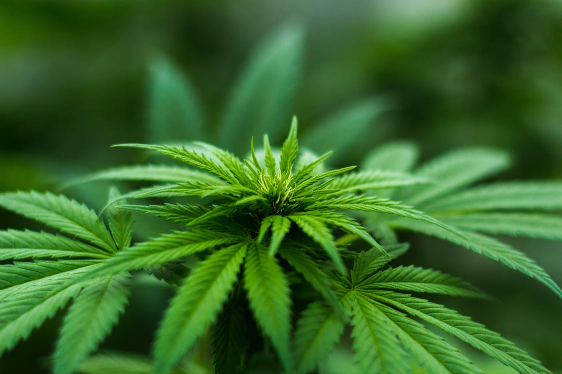 CBD kanapių aliejus